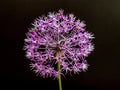 Onion allium with a beautiful spherical flower of purple color