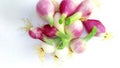 Allium cepa bulb onion close up Royalty Free Stock Photo