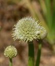 Onion, Allium cepa, blosom Royalty Free Stock Photo