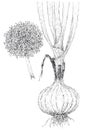 Onion Allium cepa botanical drawing