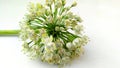 Allium cepa bulb Onion flowers Royalty Free Stock Photo