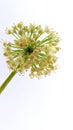 Onion Allium cepa flowers close up Royalty Free Stock Photo