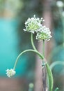 Three Onion flowers or Allium cepa blooming in a garden Royalty Free Stock Photo