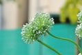 Twins Onion flowers Allium cepa and green background Royalty Free Stock Photo