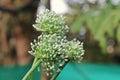 Group of Onion flowers Allium cepa with blur & bokhe background Royalty Free Stock Photo