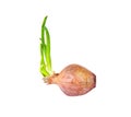 Onion or allium cepa with  sprout of green leaf growing isolated on white background , clipping path Royalty Free Stock Photo