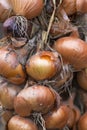 Fresh harvested vidalia onions Royalty Free Stock Photo
