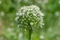 Onion ball of blossoms in garden. close-up Royalty Free Stock Photo