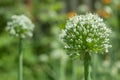 Onion ball of blossoms in garden. close-up Royalty Free Stock Photo