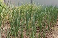 Onion beds. Green onions grow in the garden. Life in the village.