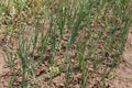 Onion beds. Green onions grow in the garden. Life in the village.