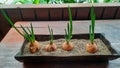 The onion in a black wooden tray is planted with sand.