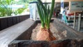 The onion in a black wooden tray is planted with sand.