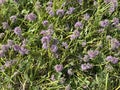 Onion blossom, genus Allium (family Alliaceae). Russia, Vladivostok. Russian Island