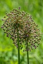 Onion blossom in Lapham Peak State Park