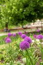 Onion blossoms, purple flowers in the flowerbed