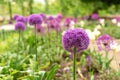 Onion blossoms, purple flowers in the flowerbed