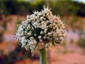 Onion bolting, Flowering or bolting onions setting seed, onion blooming heads on the vegetable garden in summer , onion flower Royalty Free Stock Photo