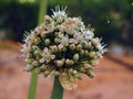 Onion bolting, Flowering or bolting onions setting seed, onion blooming heads on the vegetable garden in summer , onion flower Royalty Free Stock Photo