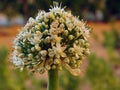 Onion bolting, Flowering or bolting onions setting seed, onion blooming heads on the vegetable garden in summer , onion flower Royalty Free Stock Photo