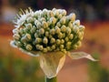 Onion bolting, Flowering or bolting onions setting seed, onion blooming heads on the vegetable garden in summer , onion flower Royalty Free Stock Photo