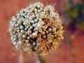 Onion bolting, Flowering or bolting onions setting seed, onion blooming heads on the vegetable garden in summer , onion flower Royalty Free Stock Photo