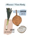 Onions sketch. Onion hand drawn set. Herbs and spices vector ill