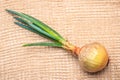 Onion bulb with chives fresh green sprout Royalty Free Stock Photo