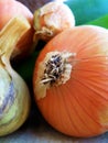 Onion bulb detail. Autumnal harvest.