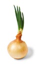 Onion bulb with fresh green sprouts isolated