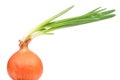 Onion Bulb with Green Sprouts Royalty Free Stock Photo