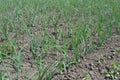 Onion bulb, green sprouts on a black background. Spring day, home garden Royalty Free Stock Photo