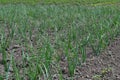 Onion bulb, green sprouts on a black background. Spring day, home garden Royalty Free Stock Photo