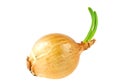 Onion bulb with growing greens isolated on white background Royalty Free Stock Photo