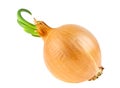 Onion bulb with growing greens isolated on white background Royalty Free Stock Photo
