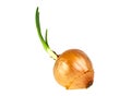 Onion bulb with growing greens isolated on white background Royalty Free Stock Photo