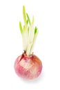 Onion bulb growing with shoots Royalty Free Stock Photo