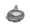 Onion bulb hand drawn sketch. Vegetarian food