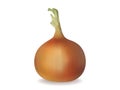 Onion bulb. Isolated image. Realistic style.