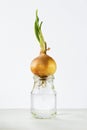 Onion bulb sprouts in a jar of water Royalty Free Stock Photo