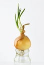 Onion bulb sprouts in a jar of water Royalty Free Stock Photo