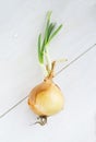 Onion bulb sprouts on table Royalty Free Stock Photo