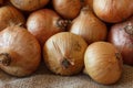 Onion bulbs collected in the garden