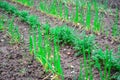 Onion and carrot growing in garden Royalty Free Stock Photo