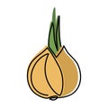 Onion in continuous line art drawing style. Onion whole bulb, half cut and ring sliced minimalist black linear sketch isolated on
