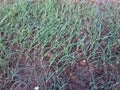 Onion crop in fields closeup view