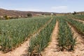 Onion crop for seed Royalty Free Stock Photo