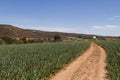 Onion crop for seed Royalty Free Stock Photo