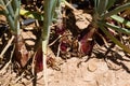 Onion crop for seed Royalty Free Stock Photo