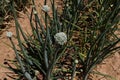 Onion crop for seed Royalty Free Stock Photo